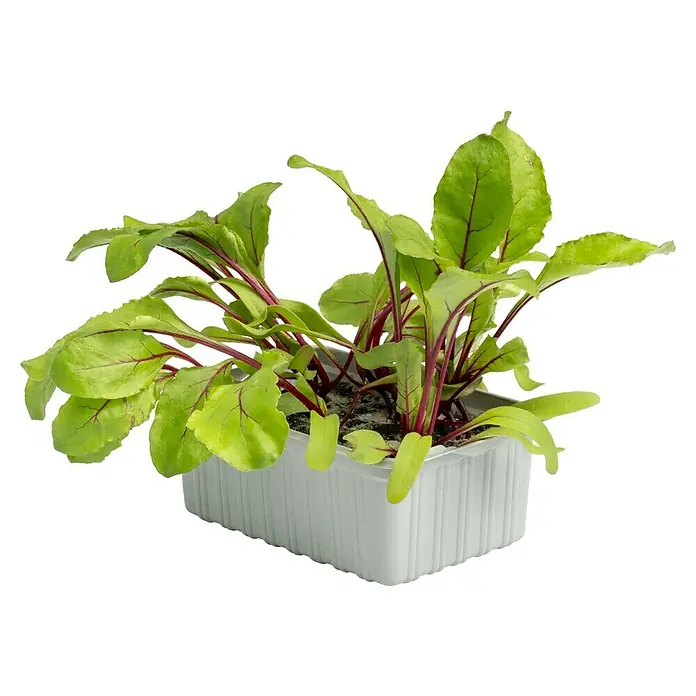 Piardino Rote Bete in Schale - Beta vulgaris - Ein Topf mit frischen, grünen Rübenblättern mit roten Stielen, die in einem weißen, geriffelten Behälter wachsen. Das Beetgrün ist lebendig und gesund.