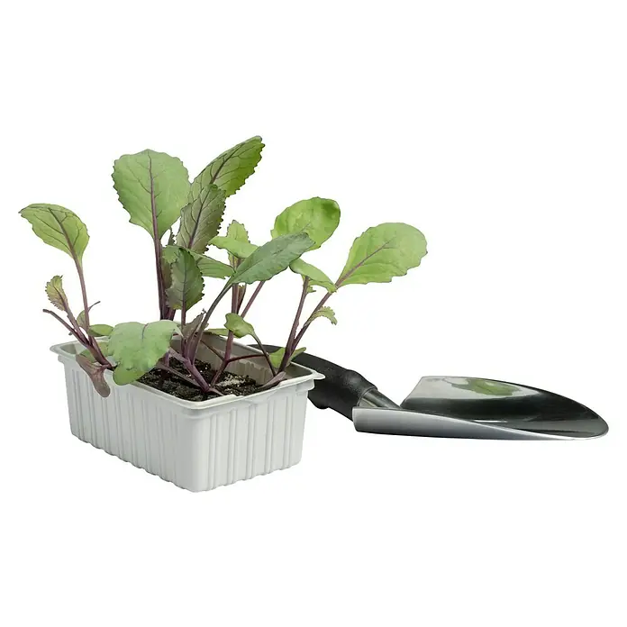 Rotkohl 6er Schale - Brassica oleracea var. capitata f. rubra - Junge Rotkohlpflanzen in einem Anzuchtbehälter mit einer kleinen Gartenschaufel, bereit für die Verpflanzung in den Garten.