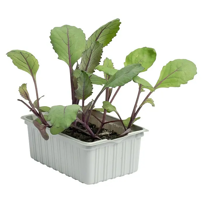 Rotkohl 6er Schale - Brassica oleracea var. capitata f. rubra - Jungpflanzen des Rotkohls in einem weißen Kunststoffbehälter, bereit zum Auspflanzen in den Garten. Die Blätter sind grün mit violetten Akzenten.