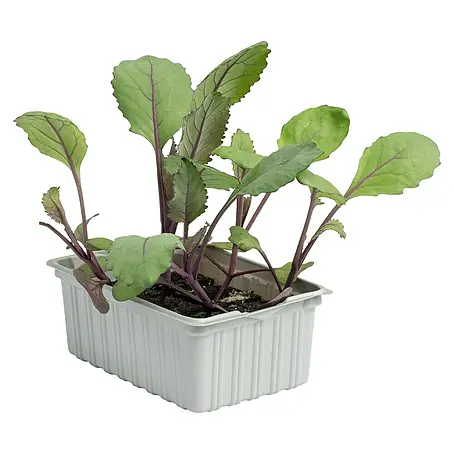 Rotkohl 6er Schale