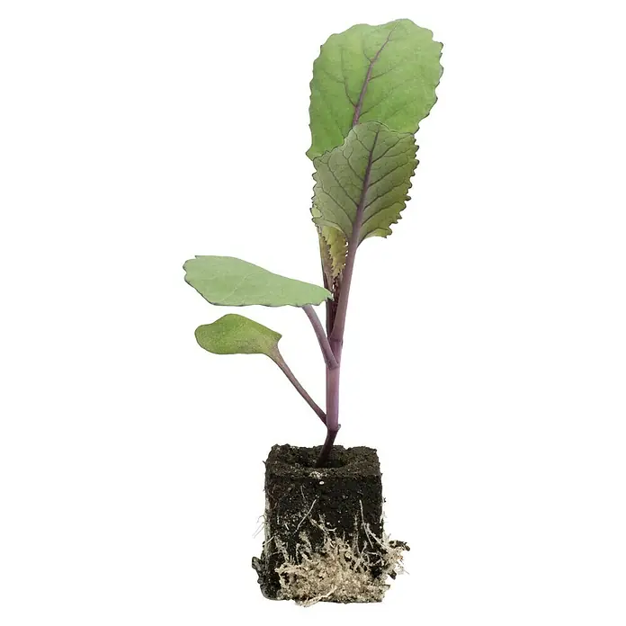Rotkohl 6er Schale - Brassica oleracea var. capitata f. rubra - Dieses Bild zeigt eine einzelne Rotkohlpflanze, die in einem kleinen, quadratischen Erdblock mit sichtbaren Wurzeln wächst.
