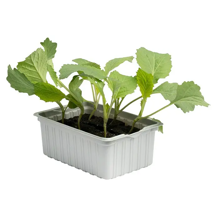 Piardino Blumenkohl 6er Schale - Brassica oleracea botrytis - Eine Anzuchtschale mit jungen Kohlpflanzen, die in dunkler Erde wachsen und grüne Blätter haben.
