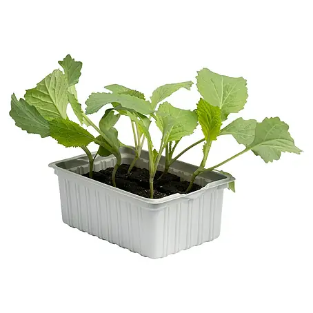 Piardino  Blumenkohl 6er Schale