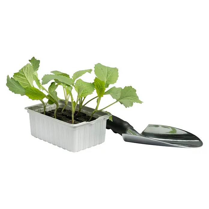 Piardino Blumenkohl 6er Schale - Brassica oleracea botrytis - Junge Kohlpflanzen in einer Anzuchtbox neben einer kleinen Gartenschaufel, bereit zum Umpflanzen in den Garten.