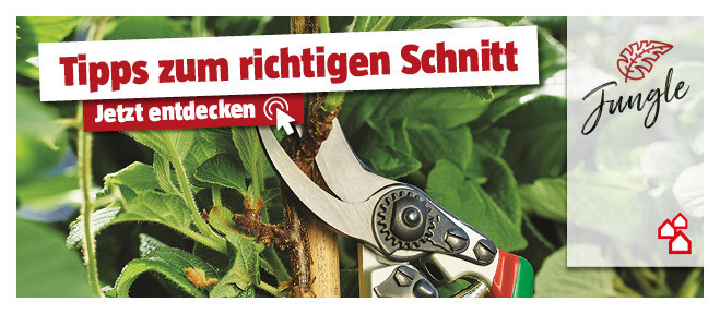 Tipps und Ideen zum Baumschnitt entdecken