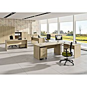 ArtExport Presto Armario para archivadores Venere (L x An x Al: 35 x 80 x 180 cm, Roble, Alto) | BAUHAUS