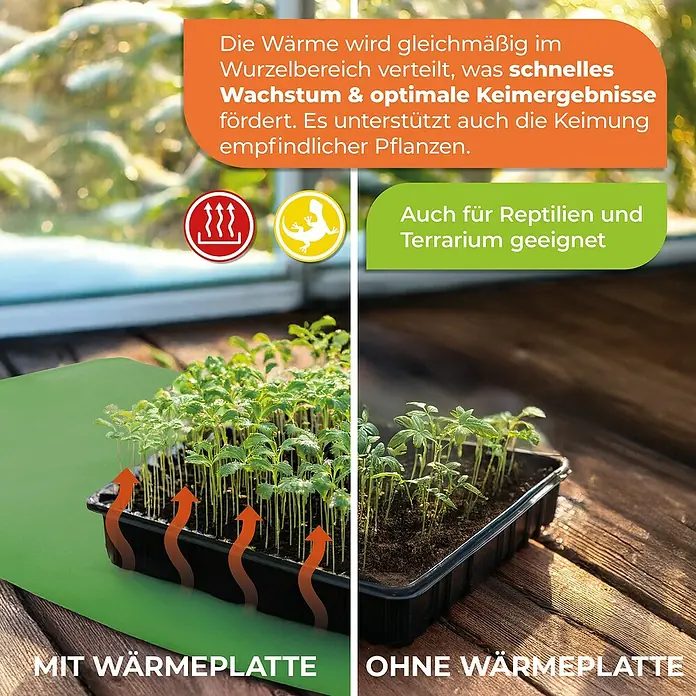 BioGreen Heizmatte - 40 x 65 cm - Vergleich von Pflanzenwachstum mit und ohne Wärmematte. Optimale Keimergebnisse und geeignet für Reptilien-Terrarien.