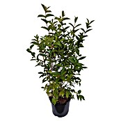 Ziersträucher-Mix Blütenhecke (Verschiedene Sorten) | BAUHAUS