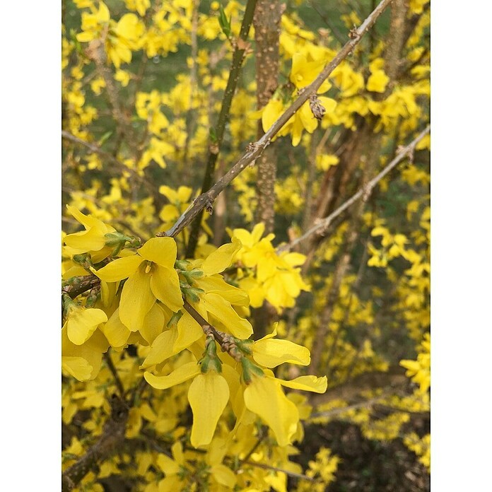 Ziersträucher-Mix Blütenhecke (Verschiedene Sorten) | BAUHAUS