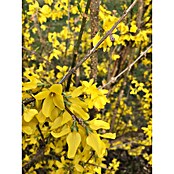 Ziersträucher-Mix Blütenhecke (Verschiedene Sorten) | BAUHAUS