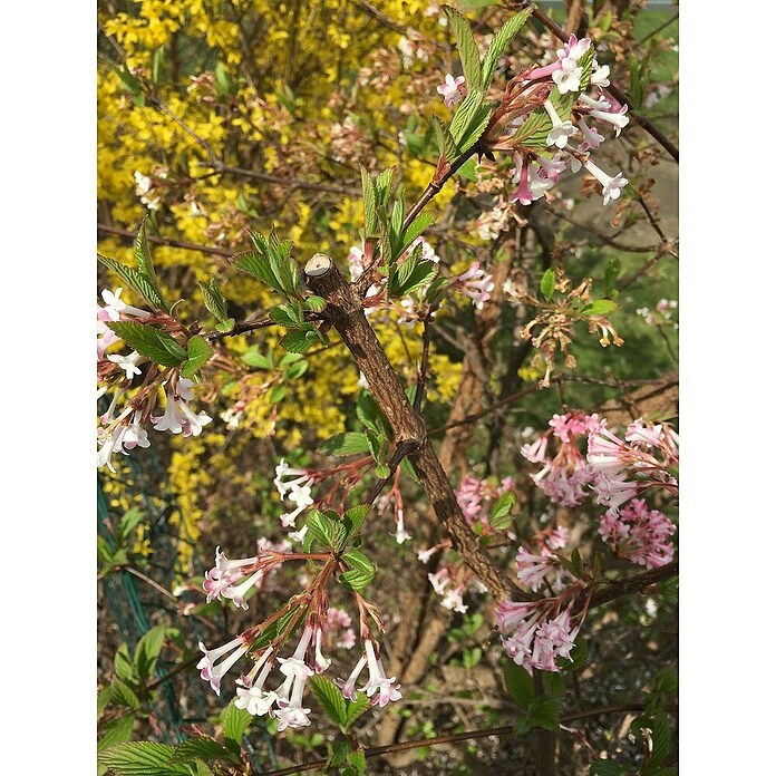 Ziersträucher-Mix Blütenhecke (Verschiedene Sorten) | BAUHAUS