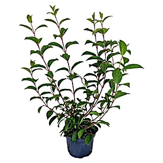 Ziersträucher-Mix Blütenhecke (Verschiedene Sorten)