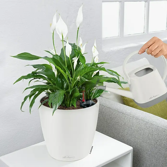 Lechuza Classico Pflanztopf Color - Außenmaß (Ø x H): 27,5 x 26 cm, Kunststoff, Weiß - Zimmerpflanze in modernem, selbstbewässerndem Lechuza-Pflanzgefäß wird mit einer Gießkanne bewässert.