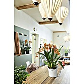 Lechuza Orchideentopf Orchidea All-In-One (L x B x H: 18,3 x 17,9 x 19,5 cm, Weiß)