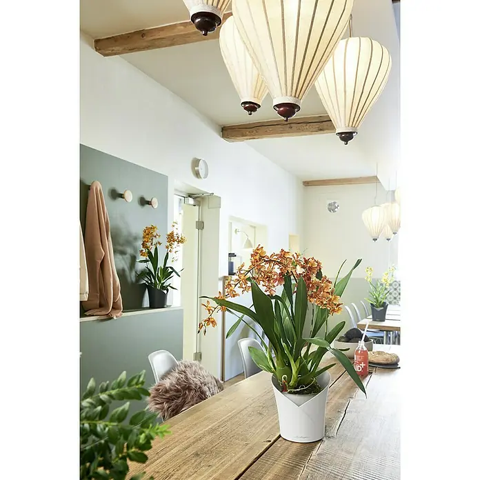 Lechuza Orchideentopf Orchidea All-In-One - Außenmaß (Ø x H): 18 x 20 cm, Weiß - Nahaufnahme einer exotischen, orangefarbenen Orchidee in einem modernen, weißen Topf, die einen Hauch von Eleganz in den Raum bringt.