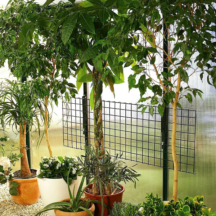 BioGreen Gewächshaus-Tisch Bruno - 40 x 120 cm, Klappbar - Ein Gewächshaus mit einer Vielzahl von Pflanzen, darunter ein Geldbaum mit geflochtenem Stamm und ein Elefantenfuß.