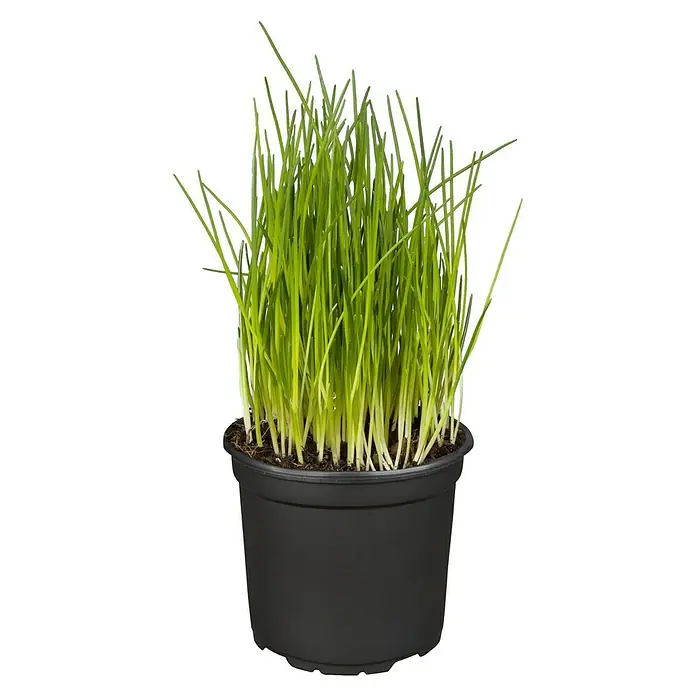 Piardino Bio Schnittlauch - Allium schoenoprasum, Topfgröße: 12 cm, Erntezeit: April - Nahaufnahme eines Topfes mit frischem Schnittlauch, der in einem schwarzen Topf auf einem schwarzen Hintergrund wächst.