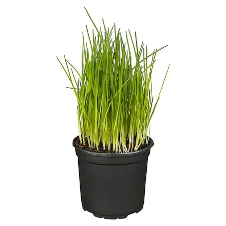 Piardino Bio Schnittlauch