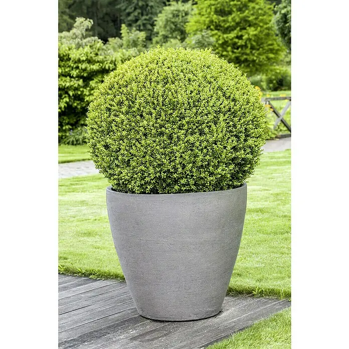 Piardino Buchsbaum - Buxus sempervirens, Topfvolumen: 5 l - Eine Nahaufnahme eines Kugelbaums in einem grauen, konischen Pflanzgefäß im Freien, der eine attraktive Gartendekoration darstellt.
