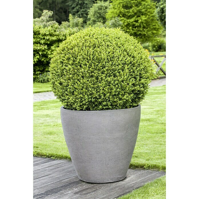 Piardino BuchsbaumBuxus sempervirens, Topfvolumen: 5 l Mood Shot