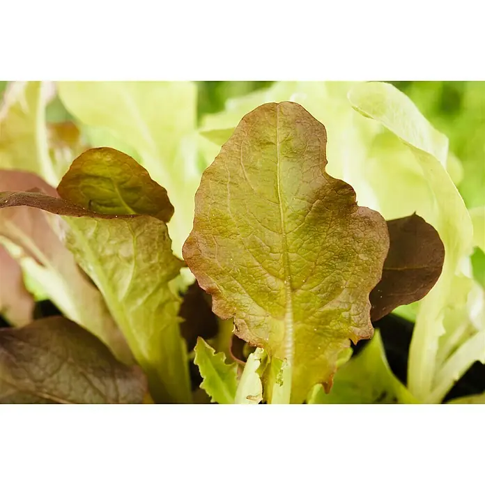 Piardino Eichblattsalat 6er Schale grün - Lactuca sativa var. acephala, Erntezeit: Mai - Nahaufnahme von frischem rotem Blattsalat. Dieser Salat ist perfekt für die Zubereitung gesunder und farbenfroher Salate.