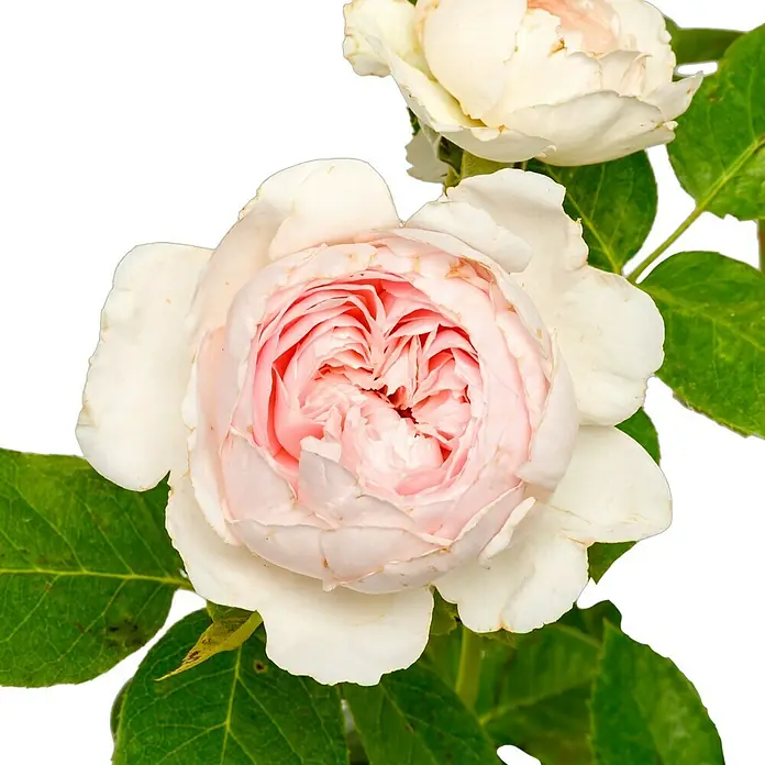 Beetrose - Rosa 'Herzogin Christiana' ® ADR, Hellrosa/Cremeweiß - Nahaufnahme einer eleganten, hellrosa Rose mit zarten Blütenblättern und grünen Blättern auf dunklem Hintergrund.