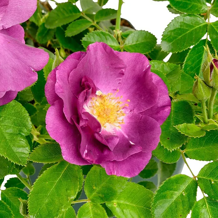 Beetrose - Rosa 'Rhapsody in Blue' ®, Purpurviolett - Nahaufnahme einer violetten Rose mit gelber Mitte und grünen Blättern.