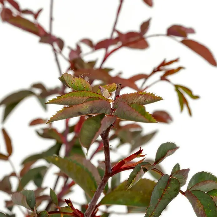 Strauchrose - Rosa glauca, Topfvolumen: 4,5 l, Hellrot - Nahaufnahme eines jungen Rosenstrauchs mit rötlich-grünen Blättern und zarten Verzweigungen vor einem hellen Hintergrund.