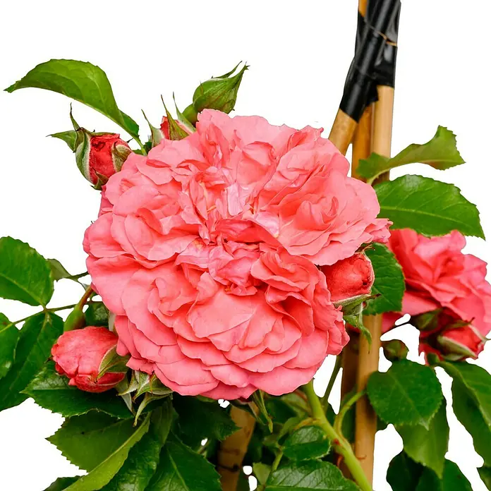 Kletterrose - Rosa 'Rosarium Uetersen' -R-, Kräftig Rosa - Nahaufnahme einer üppigen, pfirsichfarbenen Rose in voller Blüte, umgeben von grünen Blättern und Knospen, an einem Spalier befestigt.