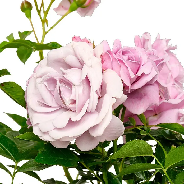 Beetrose - Rosa 'Nautica' ® ADR, Fliederfarben - Nahaufnahme einer Gruppe sanftrosa Rosen mit grünen Blättern vor einem transparenten Hintergrund.