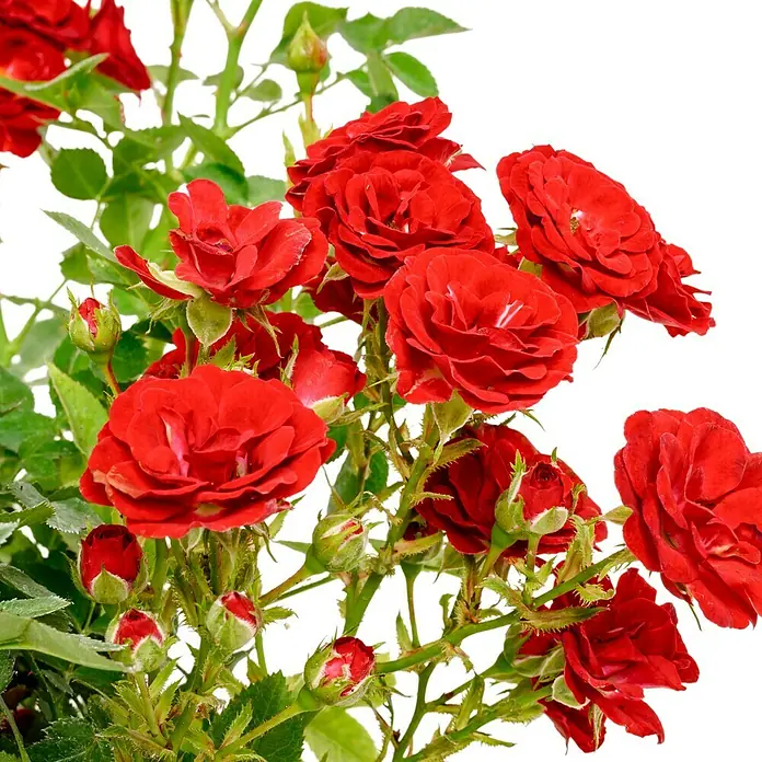 Minirose - Rosa 'Mandy' ®, Rot - Nahaufnahme von leuchtend roten Rosenblüten, die eine lebendige und romantische Note vermitteln.