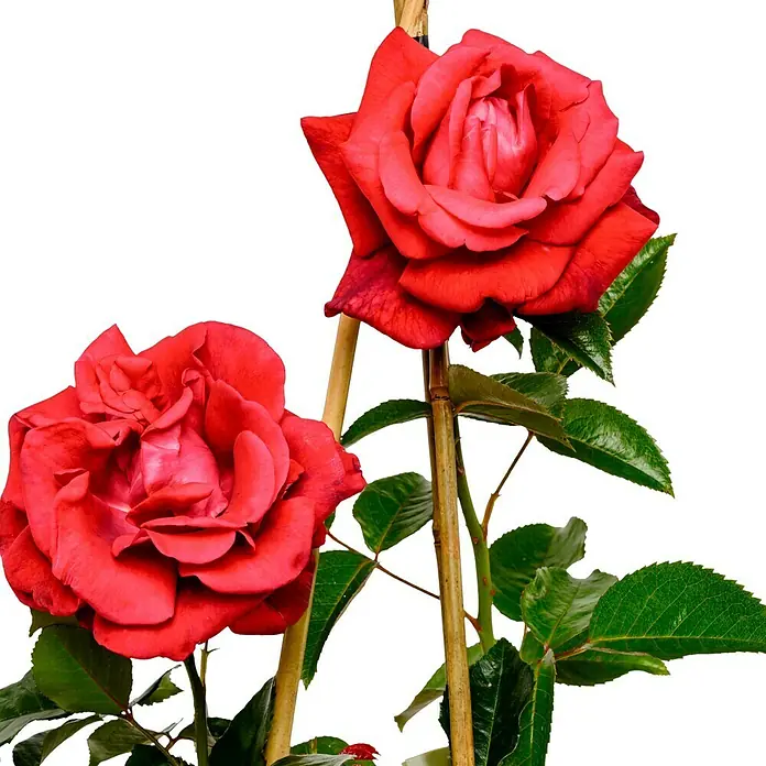 Kletterrose - Rosa 'Red Flame' -R-, Blutrot - Nahaufnahme von zwei roten Rosen in voller Blüte mit grünen Blättern und dünnen, hellbraunen Stielen vor einem schwarzen Hintergrund.