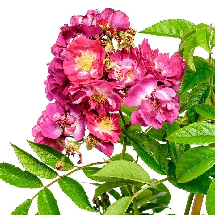 Kletterrose - Rosa 'Perennial Blue' -R- ADR, Lila-Rosa - Nahaufnahme einer blühenden Rose in lebendigen Farben, die die Schönheit und Pracht der Blütenblätter und die frischen grünen Blätter hervorhebt.