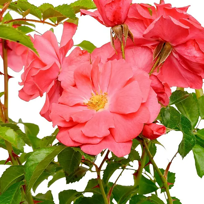 Beetrose - Rosa 'Bad Birnbach' ® ADR, Lachsrosa - Nahaufnahme von rosa Rosenblüten mit grünen Blättern und Stacheln, die die Schönheit und Zartheit der Natur zeigen.