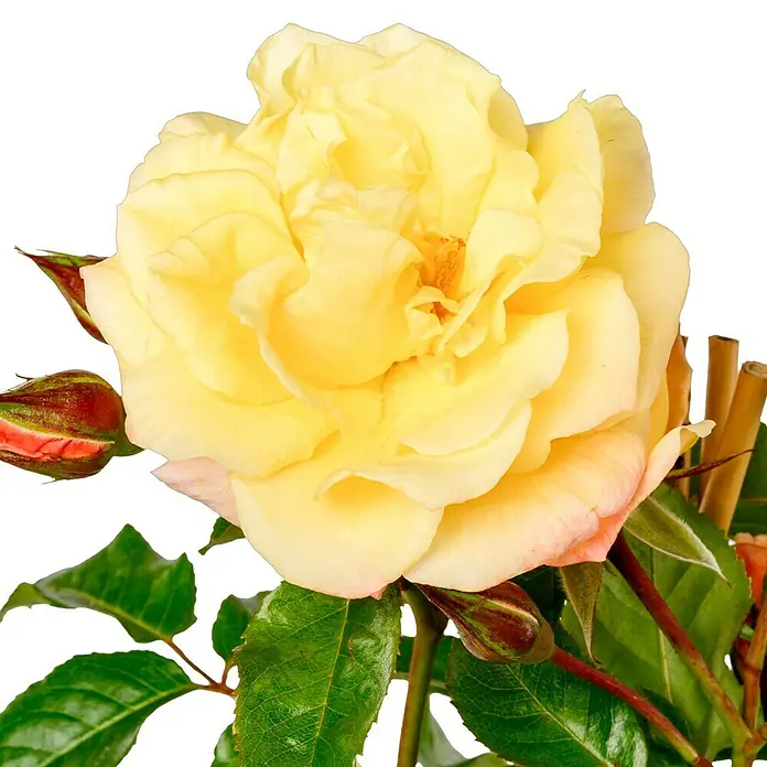 Kletterrose - Rosa 'Moonlight' -R-, Zitronengelb - Gelbe Rose in voller Blüte, umgeben von grünen Blättern und Knospen. Die Blütenblätter zeigen zarte Farbverläufe von Gelb zu Rosa.