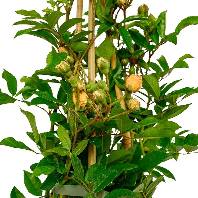 Kletterrose - Rosa 'Ghislaine de Feligonde', Gelb / Weiß - Strauch mit gelben Rosenknospen und grünen Blättern, die an Bambusstäben befestigt sind. Ideal für Garten und Balkon.