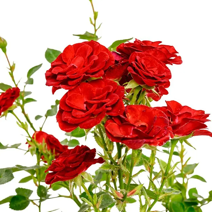 Minirose - Rosa 'Mandy' ®, Rot - Ein Arrangement aus leuchtend roten Rosenblüten in voller Blüte, umgeben von grünen Blättern und Stielen, vor einem klaren, weißen Hintergrund.