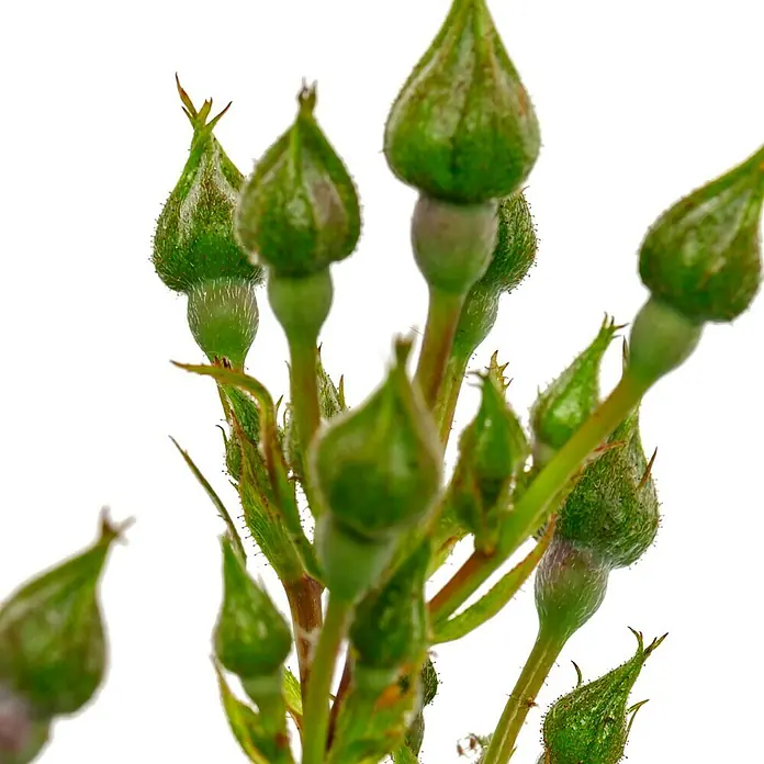 Bodendeckerrose - Rosa 'Topolina' -R- ADR, Topfvolumen: 4,5 l, Rosa - Eine Nahaufnahme von grünen Rosenknospen. Die geschlossenen Knospen zeigen eine Vielzahl von Grüntönen und Texturen vor einem strahlend weißen Hintergrund.