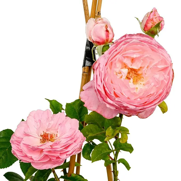 Kletterrose - Rosa 'Kiss Me Kate' -R-, Rosa - Nahaufnahme von einer pinkfarbenen Edelrose mit Bambusstäben. Die Rose ist eine echte Augenweide.