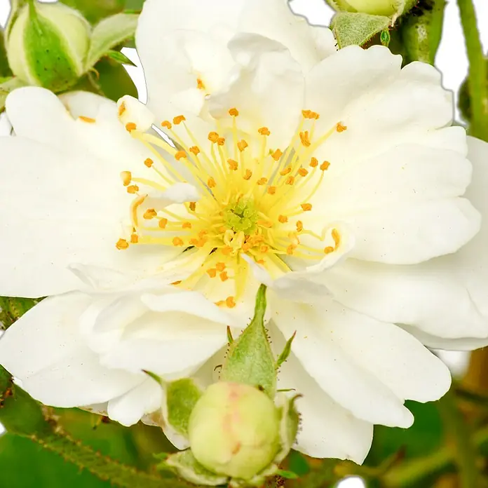 Kletterrose - Rosa 'Guirlande d'Amour' -R- ADR, Weiß - Nahaufnahme einer weißen Rose mit gelben Staubgefäßen und grünen Knospen, die die zarten Details und natürlichen Kontraste hervorhebt.
