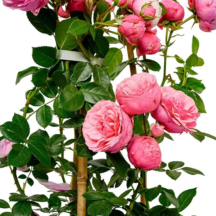 Beetrose - Rosa 'Pomponella' ® ADR, Dunkelrosa - Nahaufnahme einer Kletterrose mit zarten, rosa Blüten, die an Bambusstäben emporranken und eine elegante, natürliche Ästhetik verleihen.