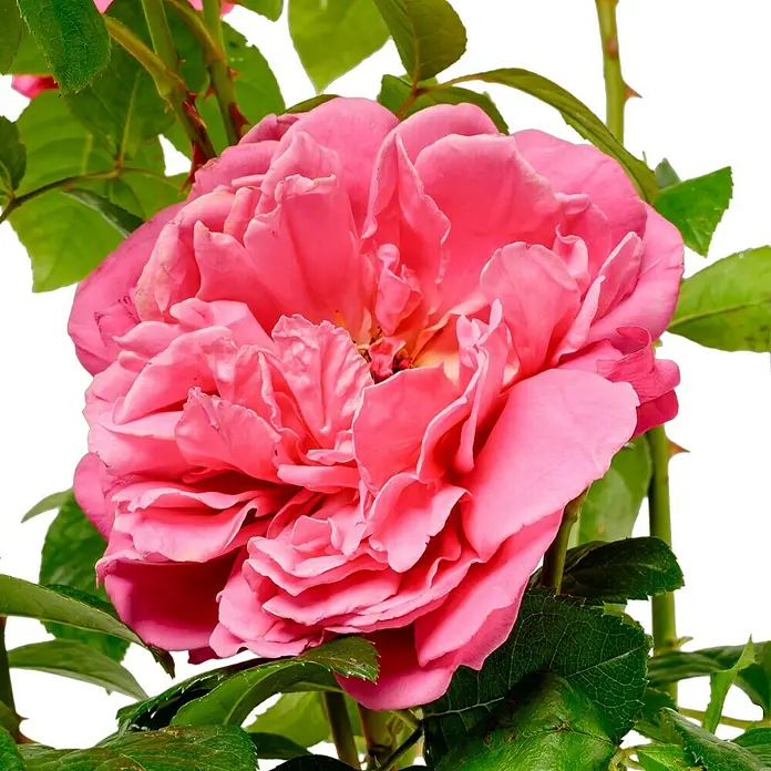 Strauchrose - Rosa 'Saint Exupéry' -R-, Topfvolumen: 6,5 l, Rosa - Nahaufnahme einer üppigen, rosafarbenen Rose mit detaillierten Blütenblättern und grünen Blättern, die die natürliche Schönheit der Blume hervorhebt.