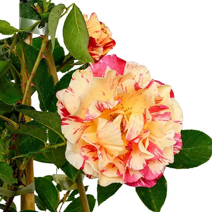 Beetrose - Rosa 'Maurice Utrillo' ®, Rot/Weiß/Gelb gestreift - Wunderschöne Nahaufnahme einer gestreiften Rose mit roten Akzenten, die ihre gelben und weißen Blütenblätter hervorheben.