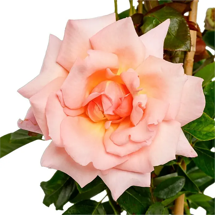 Kletterrose - Rosa 'Compassion' -R-, Hell Lachsrosa - Nahaufnahme einer blassrosa Rose mit leicht geöffneten Blütenblättern und grünen Blättern im Hintergrund.