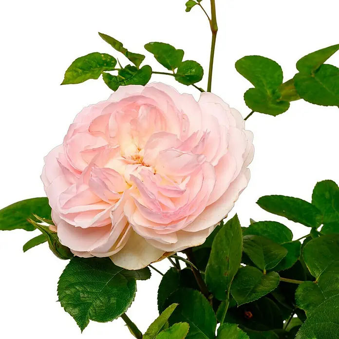 Strauchrose - Rosa 'Gentle Hermione' -R-, Topfvolumen: 5,5 l - Nahaufnahme einer zarten, hellrosa Rose mit üppigen Blütenblättern, umgeben von lebhaft grünen Blättern, die die Schönheit der Natur einfangen.