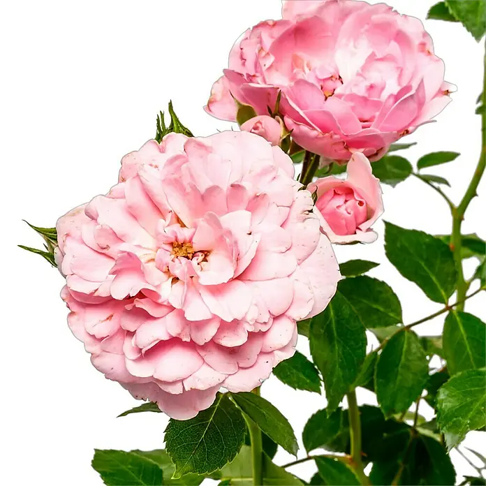 Beetrose - Rosa 'Bonica 82' ®, Zartrosa - Eine Nahaufnahme von rosa Rosenblüten mit grünen Blättern vor einem schwarzen Hintergrund. Die zarten Blütenblätter sind detailreich dargestellt.