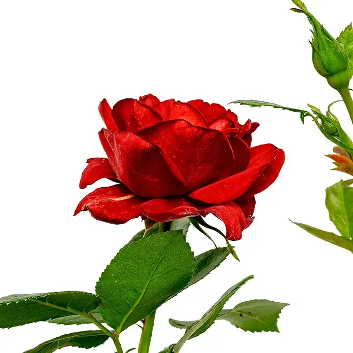 Edelrose - Rosa 'Jugendliebe' ®, Rot - Wunderschöne Nahaufnahme einer roten Rose mit grünen Blättern und einem sanften Tau-Schleier. Perfekt für Liebe und Leidenschaft.