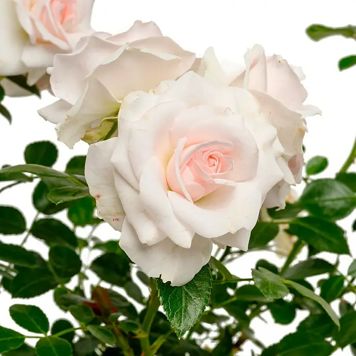 Bodendeckerrose - Rosa 'Aspirin-Rose' -R-, Weiß bis leicht rosa - Nahaufnahme einer zarten, blassrosa Rose mit grünen Blättern, die ihre Schönheit hervorheben.