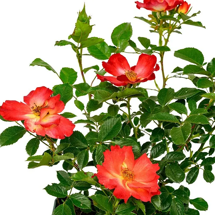 Beetrose - Rosa 'Summer of Love' ® FL ADR, Gelb-Rot - Nahaufnahme einer blühenden Rose mit roten Blütenblättern und gelben Akzenten. Die Pflanze hat grüne Blätter und steht vor einem weißen Hintergrund.