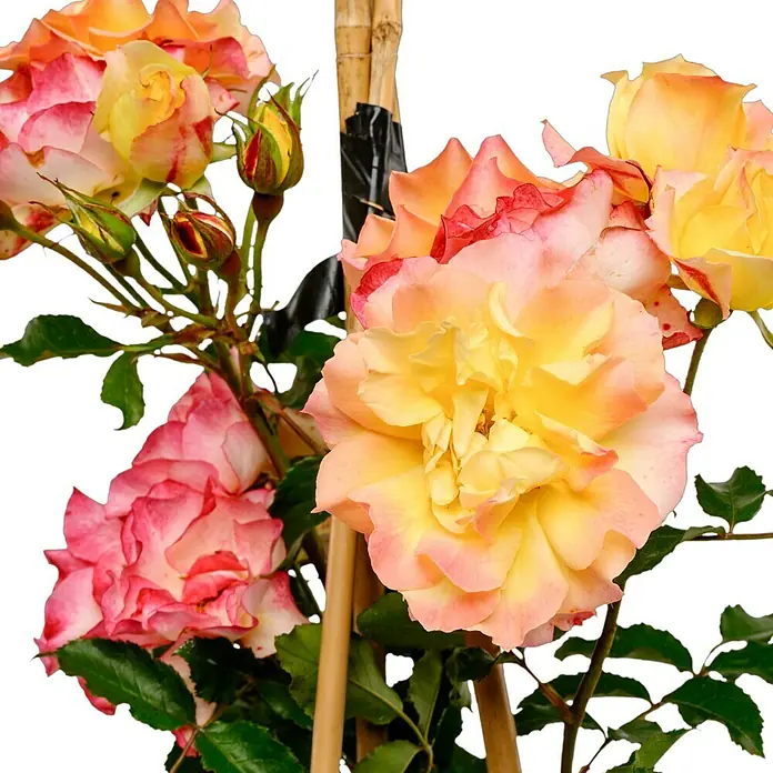 Strauchrose - Rosa 'LandLust' -R-, Topfvolumen: 5,5 l, Orange - Nahaufnahme einer bezaubernden Rose mit rosa und gelben Blütenblättern, die ihre Schönheit in voller Blüte zeigt.